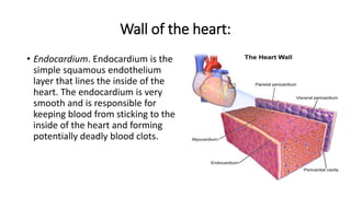 Wall of the heart:
• Endocardium. Endocardium is the
simple squamous endothelium
layer that lines the inside of the
heart. The endocardium is very
smooth and is responsible for
keeping blood from sticking to the
inside of the heart and forming
potentially deadly blood clots.
 