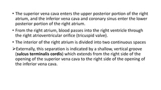 • The superior vena cava enters the upper posterior portion of the right
atrium, and the inferior vena cava and coronary sinus enter the lower
posterior portion of the right atrium.
• From the right atrium, blood passes into the right ventricle through
the right atrioventricular orifice (tricuspid valve).
• The interior of the right atrium is divided into two continuous spaces
Externally, this separation is indicated by a shallow, vertical groove
(sulcus terminalis cordis) which extends from the right side of the
opening of the superior vena cava to the right side of the opening of
the inferior vena cava.
 