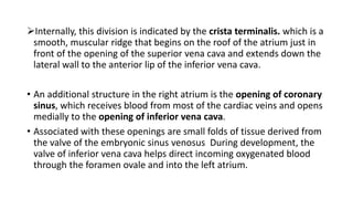 Internally, this division is indicated by the crista terminalis. which is a
smooth, muscular ridge that begins on the roof of the atrium just in
front of the opening of the superior vena cava and extends down the
lateral wall to the anterior lip of the inferior vena cava.
• An additional structure in the right atrium is the opening of coronary
sinus, which receives blood from most of the cardiac veins and opens
medially to the opening of inferior vena cava.
• Associated with these openings are small folds of tissue derived from
the valve of the embryonic sinus venosus During development, the
valve of inferior vena cava helps direct incoming oxygenated blood
through the foramen ovale and into the left atrium.
 