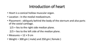 Introduction of heart
• Heart is a conical hollow muscular organ.
• Location : In the medial mediastinum.
• Placement : obliquely behind the body of the sternum and also parts
of the costal cartilage.
1/3 = lies to the right side median plane.
2/3 = lies to the left side of the median plane.
• Measures = 12 × 9 cm
• Weight = 300 gm ( male) and 250 gm ( female )
 