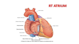 Anatomy of heart