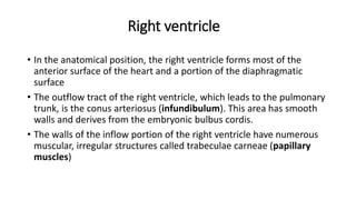 Right ventricle
• In the anatomical position, the right ventricle forms most of the
anterior surface of the heart and a portion of the diaphragmatic
surface
• The outflow tract of the right ventricle, which leads to the pulmonary
trunk, is the conus arteriosus (infundibulum). This area has smooth
walls and derives from the embryonic bulbus cordis.
• The walls of the inflow portion of the right ventricle have numerous
muscular, irregular structures called trabeculae carneae (papillary
muscles)
 