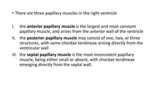 • There are three papillary muscles in the right ventricle
I. the anterior papillary muscle is the largest and most constant
papillary muscle, and arises from the anterior wall of the ventricle
II. the posterior papillary muscle may consist of one, two, or three
structures, with some chordae tendineae arising directly from the
ventricular wall
III. the septal papillary muscle is the most inconsistent papillary
muscle, being either small or absent, with chordae tendineae
emerging directly from the septal wall.
 