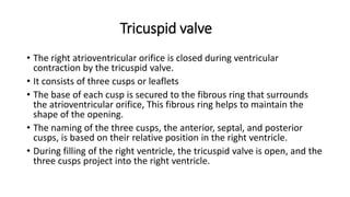 Tricuspid valve
• The right atrioventricular orifice is closed during ventricular
contraction by the tricuspid valve.
• It consists of three cusps or leaflets
• The base of each cusp is secured to the fibrous ring that surrounds
the atrioventricular orifice, This fibrous ring helps to maintain the
shape of the opening.
• The naming of the three cusps, the anterior, septal, and posterior
cusps, is based on their relative position in the right ventricle.
• During filling of the right ventricle, the tricuspid valve is open, and the
three cusps project into the right ventricle.
 