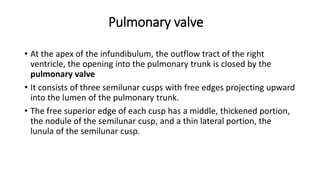 Pulmonary valve
• At the apex of the infundibulum, the outflow tract of the right
ventricle, the opening into the pulmonary trunk is closed by the
pulmonary valve
• It consists of three semilunar cusps with free edges projecting upward
into the lumen of the pulmonary trunk.
• The free superior edge of each cusp has a middle, thickened portion,
the nodule of the semilunar cusp, and a thin lateral portion, the
lunula of the semilunar cusp.
 