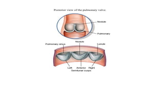 Anatomy of heart