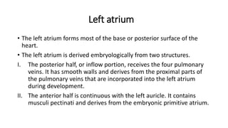 Left atrium
• The left atrium forms most of the base or posterior surface of the
heart.
• The left atrium is derived embryologically from two structures.
I. The posterior half, or inflow portion, receives the four pulmonary
veins. It has smooth walls and derives from the proximal parts of
the pulmonary veins that are incorporated into the left atrium
during development.
II. The anterior half is continuous with the left auricle. It contains
musculi pectinati and derives from the embryonic primitive atrium.
 