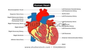 Anatomy of heart