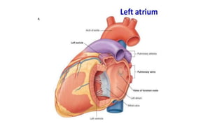 Anatomy of heart