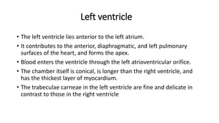 Left ventricle
• The left ventricle lies anterior to the left atrium.
• It contributes to the anterior, diaphragmatic, and left pulmonary
surfaces of the heart, and forms the apex.
• Blood enters the ventricle through the left atrioventricular orifice.
• The chamber itself is conical, is longer than the right ventricle, and
has the thickest layer of myocardium.
• The trabeculae carneae in the left ventricle are fine and delicate in
contrast to those in the right ventricle
 