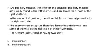 • Two papillary muscles, the anterior and posterior papillary muscles,
are usually found in the left ventricle and are larger than those of the
right ventricle.
• In the anatomical position, the left ventricle is somewhat posterior to
the right ventricle.
• The interventricular septum therefore forms the anterior wall and
some of the wall on the right side of the left ventricle.
• The septum is described as having two parts:
I. muscular part
II. membranous part.
 