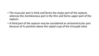 • The muscular part is thick and forms the major part of the septum,
whereas the membranous part is the thin and forms upper part of the
septum.
• A third part of the septum may be considered an atrioventricular part
because of its position above the septal cusp of the tricuspid valve.
 