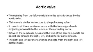 Aortic valve
• The opening from the left ventricle into the aorta is closed by the
aortic valve.
• This valve is similar in structure to the pulmonary valve.
• It consists of three semilunar cusps with the free edge of each
projecting upward into the lumen of the ascending aorta.
• Between the semilunar cusps and the wall of the ascending aorta are
pocket-like sinuses-the right, left, and posterior aortic sinuses.
• The right and left coronary arteries originate from the right and left
aortic sinuses.
 