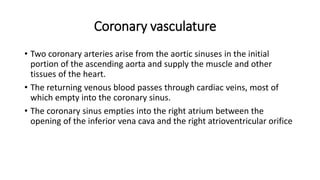 Coronary vasculature
• Two coronary arteries arise from the aortic sinuses in the initial
portion of the ascending aorta and supply the muscle and other
tissues of the heart.
• The returning venous blood passes through cardiac veins, most of
which empty into the coronary sinus.
• The coronary sinus empties into the right atrium between the
opening of the inferior vena cava and the right atrioventricular orifice
 