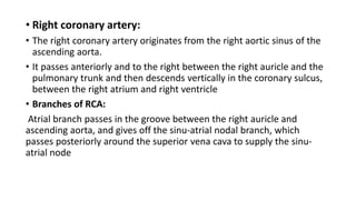 • Right coronary artery:
• The right coronary artery originates from the right aortic sinus of the
ascending aorta.
• It passes anteriorly and to the right between the right auricle and the
pulmonary trunk and then descends vertically in the coronary sulcus,
between the right atrium and right ventricle
• Branches of RCA:
Atrial branch passes in the groove between the right auricle and
ascending aorta, and gives off the sinu-atrial nodal branch, which
passes posteriorly around the superior vena cava to supply the sinu-
atrial node
 