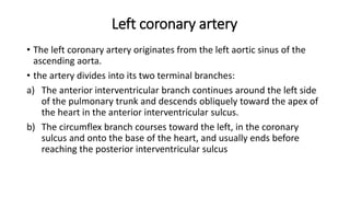 Left coronary artery
• The left coronary artery originates from the left aortic sinus of the
ascending aorta.
• the artery divides into its two terminal branches:
a) The anterior interventricular branch continues around the left side
of the pulmonary trunk and descends obliquely toward the apex of
the heart in the anterior interventricular sulcus.
b) The circumflex branch courses toward the left, in the coronary
sulcus and onto the base of the heart, and usually ends before
reaching the posterior interventricular sulcus
 