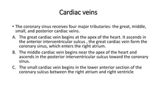 Cardiac veins
• The coronary sinus receives four major tributaries: the great, middle,
small, and posterior cardiac veins.
A. The great cardiac vein begins at the apex of the heart. It ascends in
the anterior interventricular sulcus , the great cardiac vein form the
coronary sinus, which enters the right atrium.
B. The middle cardiac vein begins near the apex of the heart and
ascends in the posterior interventricular sulcus toward the coronary
sinus.
C. The small cardiac vein begins in the lower anterior section of the
coronary sulcus between the right atrium and right ventricle
 