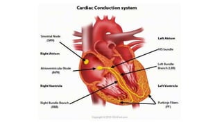 Anatomy of heart