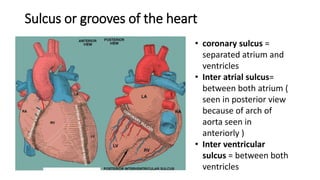 Sulcus or grooves of the heart
• coronary sulcus =
separated atrium and
ventricles
• Inter atrial sulcus=
between both atrium (
seen in posterior view
because of arch of
aorta seen in
anteriorly )
• Inter ventricular
sulcus = between both
ventricles
 