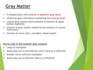 Gray Matter
 H-shaped pillar with anterior & posterior gray horns
 United by gray commissure containing the central canal
 Lateral gray column (horn) present in thoracic & upper
lumbar segments
 Amount of gray matter related to the amount of muscle
innervated
 Consists of nerve cells, neuroglia, blood vessels
Nerve cells in the anterior gray columns
 Large & multipolar
 Axons pass out in the anterior nerve roots as α-efferents
 Smaller nerve cells are multipolar
 Axons pass out in anterior roots as ɣ-efferents
 