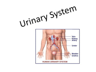 Urinary System