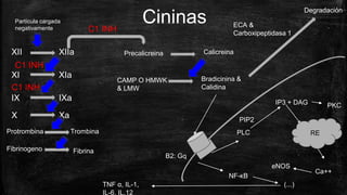 Cininas
XII XIIa
XI XIa
IX IXa
X Xa
Protrombina Trombina
Fibrinogeno Fibrina
C1 INH
C1 INH
Precalicreina Calicreina
C1 INH
CAMP O HMWK
& LMW
Bradicinina &
Calidina
B2: Gq
PLC
PIP2
IP3 + DAG PKC
Partícula cargada
negativamente
RE
Ca++
NF-κB
(...)
TNF α, IL-1,
IL-6, IL.12
Degradación
eNOS
ECA &
Carboxipeptidasa 1
 