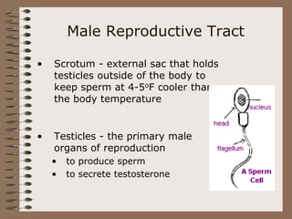 Male Reproductive Tract
• Scrotum - external sac that holds
testicles outside of the body to
keep sperm at 4-5oF cooler than
the body temperature
• Testicles - the primary male
organs of reproduction
• to produce sperm
• to secrete testosterone
 