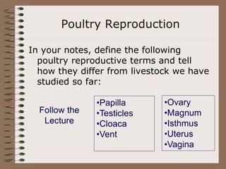 Poultry Reproduction
In your notes, define the following
poultry reproductive terms and tell
how they differ from livestock we have
studied so far:
•Papilla
•Testicles
•Cloaca
•Vent
•Ovary
•Magnum
•Isthmus
•Uterus
•Vagina
Follow the
Lecture
 