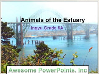 Animals that Live in Estuaries