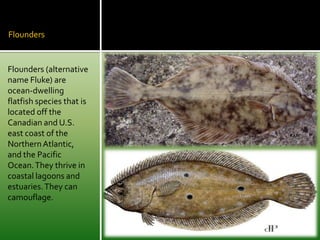 Flounders


Flounders (alternative
name Fluke) are
ocean-dwelling
flatfish species that is
located off the
Canadian and U.S.
east coast of the
Northern Atlantic,
and the Pacific
Ocean. They thrive in
coastal lagoons and
estuaries. They can
camouflage.
 