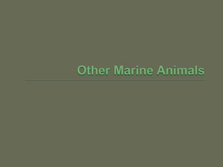 Animals that Live in Estuaries