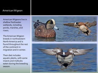 American Wigeon


American Wigeons live in
shallow freshwater
wetlands, including
ponds, marshes, and
rivers.

The American Wigeon
breeds in northwestern
North America and is
found throughout the rest
of the continent in
migration and in winter.

Their diet includes
aquatic plants, with some
insects and mollusks
eaten during the breeding
season.
 