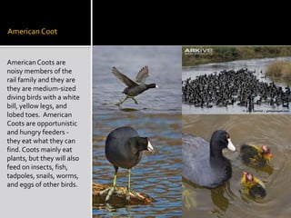 American Coot


American Coots are
noisy members of the
rail family and they are
they are medium-sized
diving birds with a white
bill, yellow legs, and
lobed toes. American
Coots are opportunistic
and hungry feeders -
they eat what they can
find. Coots mainly eat
plants, but they will also
feed on insects, fish,
tadpoles, snails, worms,
and eggs of other birds.
 