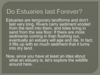 Estuaries are temporary landforms and don’t
 last very long. Rivers carry sediment eroded
 from the land into them, and tides bring in
 sand from the sea floor. If there are more
 sediments coming in than flushing out,
 eventually an estuary will age and die. In fact,
 it fills up with so much sediment that it turns
 into dry land.
Now, since you have at least an idea about
 what an estuary is, let’s explore the wildlife
 around here.
 