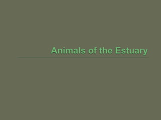 Animals that Live in Estuaries