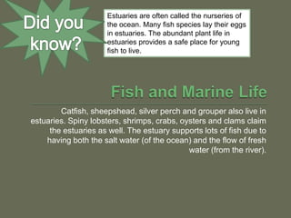 Estuaries are often called the nurseries of
                      the ocean. Many fish species lay their eggs
                      in estuaries. The abundant plant life in
                      estuaries provides a safe place for young
                      fish to live.




        Catfish, sheepshead, silver perch and grouper also live in
estuaries. Spiny lobsters, shrimps, crabs, oysters and clams claim
     the estuaries as well. The estuary supports lots of fish due to
    having both the salt water (of the ocean) and the flow of fresh
                                             water (from the river).
 