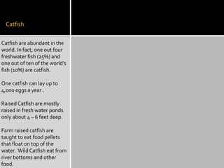 Catfish

Catfish are abundant in the
world. In fact, one out four
freshwater fish (25%) and
one out of ten of the world’s
fish (10%) are catfish.

One catfish can lay up to
4,000 eggs a year .

Raised Catfish are mostly
raised in fresh water ponds
only about 4 – 6 feet deep.

Farm raised catfish are
taught to eat food pellets
that float on top of the
water. Wild Catfish eat from
river bottoms and other
food.
 