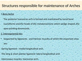 1.Bony factor
The posterior transverse arch is formed and maintained by tarsal bone
(cuneiform) and the heads of the metatarsal bone which wedge shaped ,the
apex pointing downwards.
2. Intersegmental ties
• Supported by ligaments , and intrinsic muscles of which the important ones
are:
-Spring ligament : medial longitudinal arch.
-The long & short plantar ligament: lateral longitudinal arch
-Interosseus muscles: transverse arch.
Structures responsible for maintenance of Arches
 