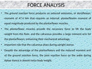 • The ground reaction force produces an external extension, or dorsiflexion,
moment of 47.4 Nm that requires an internal, plantarflexion moment of
equal magnitude produced by the plantarflexor muscles.
• The plantarflexor muscles provide the necessary force to lift the body
weight from the floor, and the calcaneus provides a large moment arm for
the plantarflexors, enhancing their mechanical advantage.
• Important role that the calcaneus plays during upright stance.
• Despite the advantage of the plantarflexors and the reduced moment arm
of the ground reaction force, the joint reaction force on the ankle during
tiptoe stance is almost twice body weight.
FORCE ANALYSIS
 