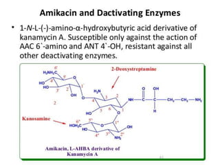 antibiotics.ppt