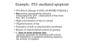 Example: P53-mediated apoptosis
• P53 detects damage in DNA ( IF SEVERE DAMAGE )
• Bax protein (proapoptotic protein)
transcription by p53 + dissociation of bax from
bax- Bcl-2 complex
• High concentration of bax in cytosol
• Oligomerization of bax
• Formation of hole in mitochondria membrane
• Release of mitochondrial content (2 groups)
• 1. Smac & serine protease Omi:
promote apoptosis by inhibiting IAP activity
IAP (inhibitors of apoptosis proteins) suppress
the activity of caspases
 