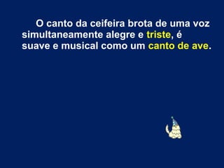 O canto da ceifeira brota de uma voz
simultaneamente alegre e triste, é
suave e musical como um canto de ave.
 