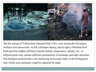 The hot springs of Yellowstone National Park, USA, were among the first places
Archaea were discovered. At left is Octopus Spring, and at right is Obsidian Pool.
Each pool has slightly different mineral content, temperature, salinity, etc., so
different pools may contain different communities of archaeans and other microbes.
The biologists pictured above are immersing microscope slides in the boiling pool
onto which some archaeans might be captured for study.
 