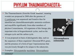 PHYLUM THAUMARCHAEOTA-
 The Thaumarchaeota (fromthe Greek 'thaumas', meaning
wonder) are proposed in 2008 after the genome of
C.symbiosum was sequenced and found to thus far
identified are chemolithoautotrophic ammonia-oxidizers
and maydiffer significantly from other members of
phylum Crenarchaeota. All organisms of this lineage play
important roles in biogeochemical cycles, such as the
nitrogen cycle and the carbon cycle.
 It was proposed on basis of phylogenetic data, such as
the sequences of these organisms' ribosomal RNA genes,
and the presence of a form of type I topoisomerase that
was previously thought to be unique to the eukaryotes.
 Examples- Nitrosopumilus maritimus, Nitrososphaera
viennensis
Nitrososphaera
veinnensis
 