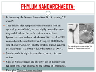 PHYLUM NANOARCHAEOTA-
 In taxonomy, the Nanoarchaeota from Greek meaning"old
dwarf“.
 They inhabit high-temperature environments with an
optimal growth of 90 C, and are highly unusual because
they and divide on the surface of another archaea,
Ignicoccus. Nanoarchaea, which were discovered in 2002,
contain both the smallest known living cell (1/100th the
size of Escherichia coli) and the smallest known genome
(480 kilobases [1 kilobase = 1,000 base pairs of DNA).
 Members of this phyla have not been detected in pure
culture.
 Cells of Nanoarchaeum are about 0.4 um in diameter and
replicate only when attached to the surface of Ignicoccus.
 Example- Nanoarchaeum equitans
 