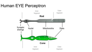 Human EYE Perceptron
 