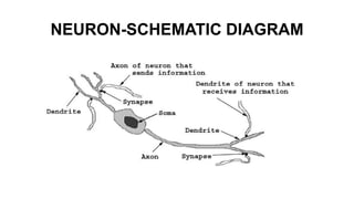 NEURON-SCHEMATIC DIAGRAM
 