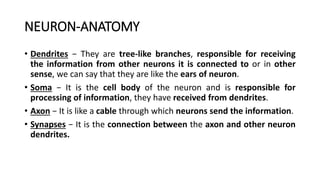 NEURON-ANATOMY
• Dendrites − They are tree-like branches, responsible for receiving
the information from other neurons it is connected to or in other
sense, we can say that they are like the ears of neuron.
• Soma − It is the cell body of the neuron and is responsible for
processing of information, they have received from dendrites.
• Axon − It is like a cable through which neurons send the information.
• Synapses − It is the connection between the axon and other neuron
dendrites.
 