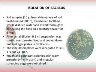 • Soil samples (10 g) from rhizosphere of soil
heat-treated (80 °C), transferred to 90 ml
sterile distilled water and mixed thoroughly
by shaking the flask on a rotatory shaker for
5 min.
• After serial dilution 0.1 ml suspension was
spread over pre-sterilized and cooled down
nutrient agar plates in triplicates.
• The inoculated plates were incubated at 30 ±
1 °C for 24–48 h.
• Rough and abundant colonies with waxy
growth (1–4 mm diam) and irregular
spreading edge were obtained.
ISOLATION OF BACILLUS
 