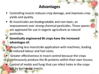 Advantages
 Controlling insects reduces crop damage, and improves crop
yields and quality.
 Bt insecticides are biodegradable and non-toxic, an
improvement over strong chemical pesticides. These spores
are approved for use in organic agriculture as natural
pesticides.
 Genetically engineered Bt crops have the increased
advantages of:
 Requiring less insecticide application with machines, leading
to reduced labour and fuel costs;
 Greater effectiveness in insect control because the crops
continuously produce the Bt proteins within their own tissues;
 Control of molds and fungi that can infect holes in the crops
left by burrowing insects.
 